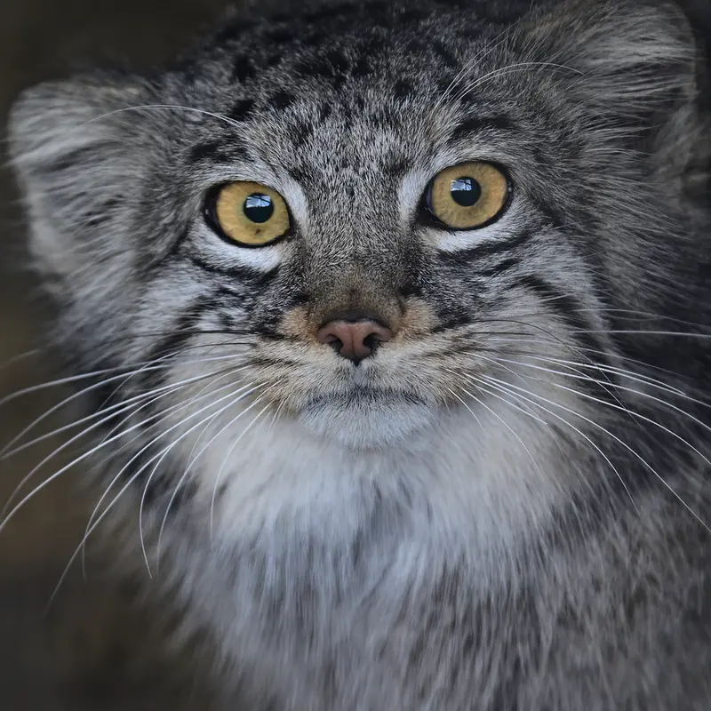 A photograph of Mei in Gokatsuraike Animal Park