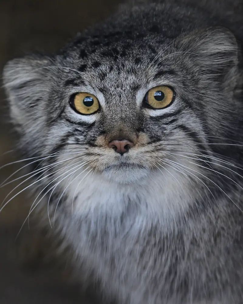 A photograph of Mei in Gokatsuraike Animal Park