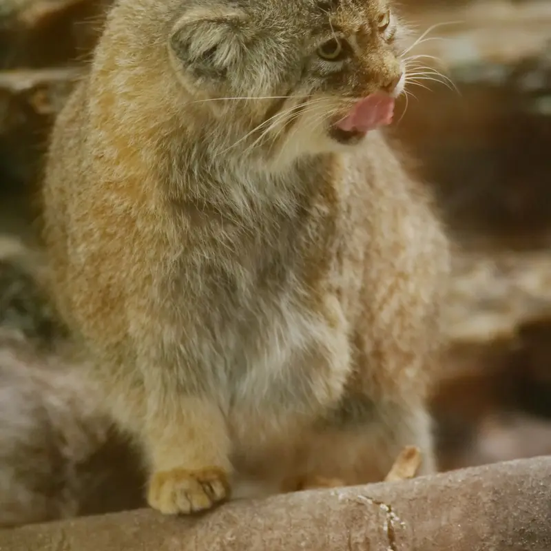 A photograph of Primula in Ueno Zoological Gardens