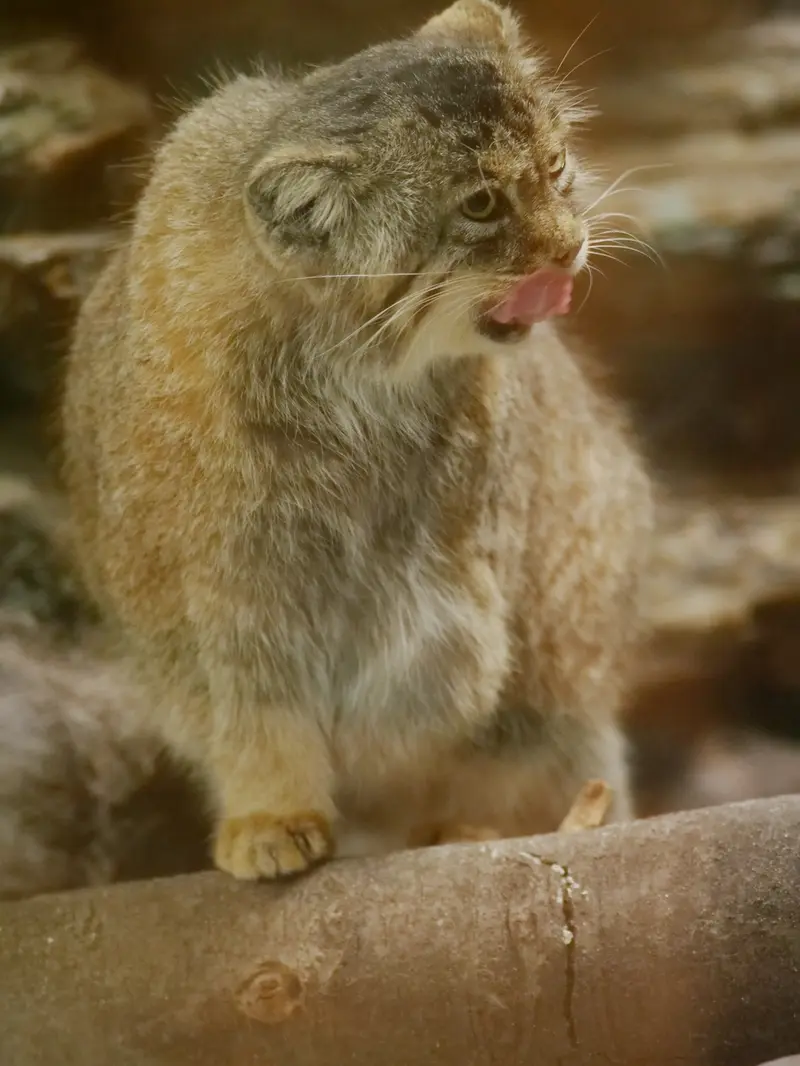 A photograph of Primula in Ueno Zoological Gardens