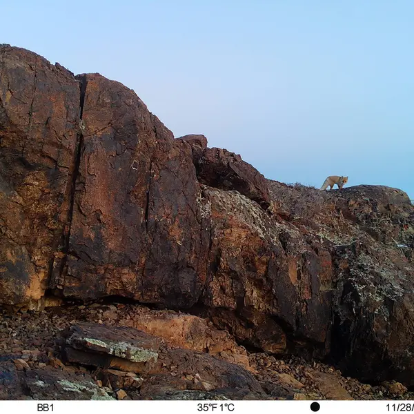 A photograph of Red fox from Aktas-Kunkora camera trap
