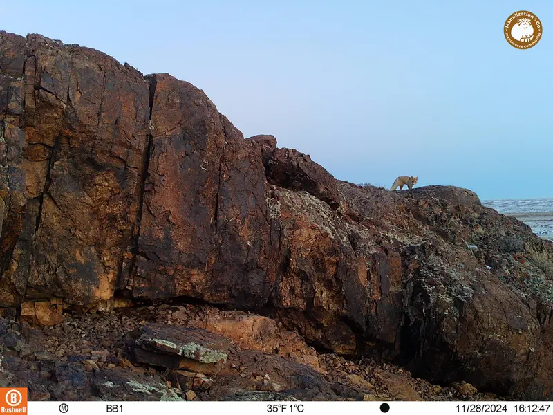 A photograph of Red fox from Aktas-Kunkora camera trap