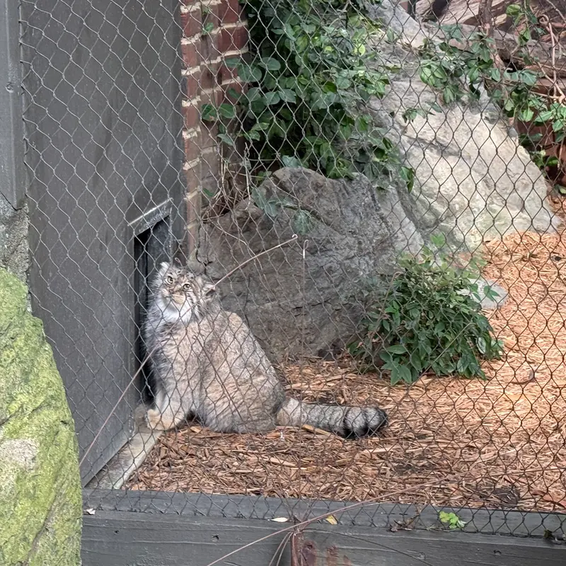A photograph of Sarnai in Prospect Park Zoo