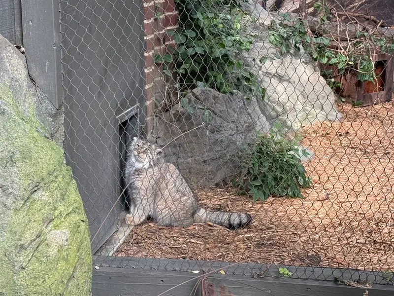 A photograph of Sarnai in Prospect Park Zoo