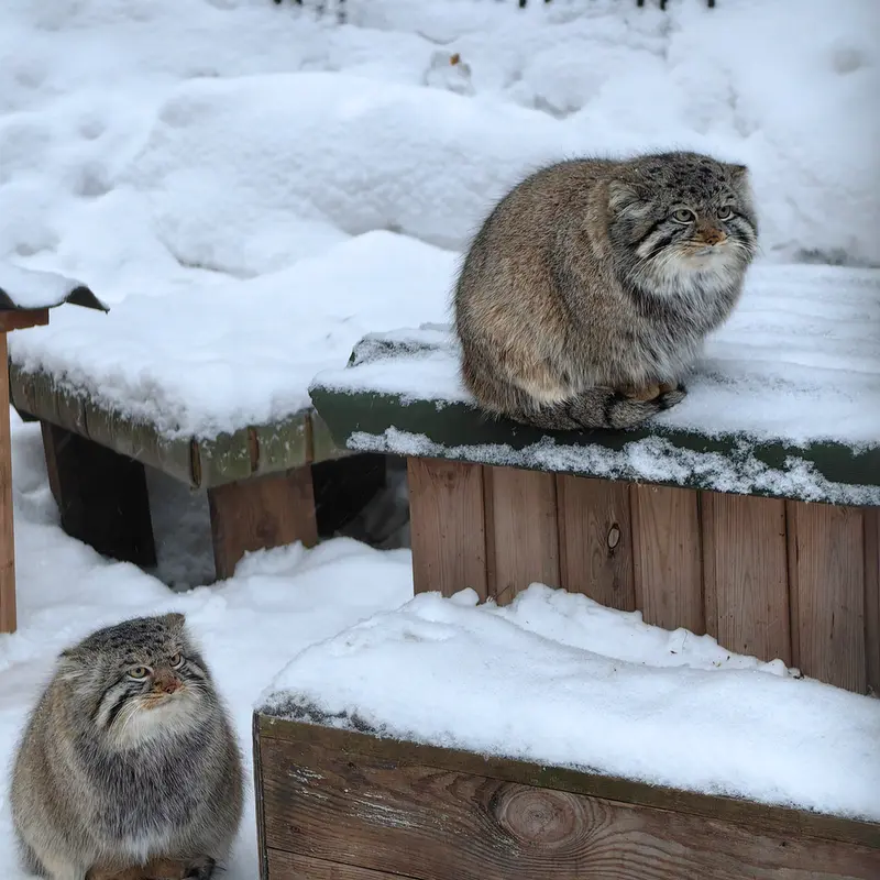 A photograph of Son of Eve 2024 Ⅱ in Novosibirsk Zoo