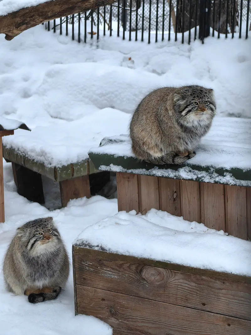A photograph of Son of Eve 2024 Ⅱ and Son of  Eve 2024 Ⅳ in Novosibirsk Zoo