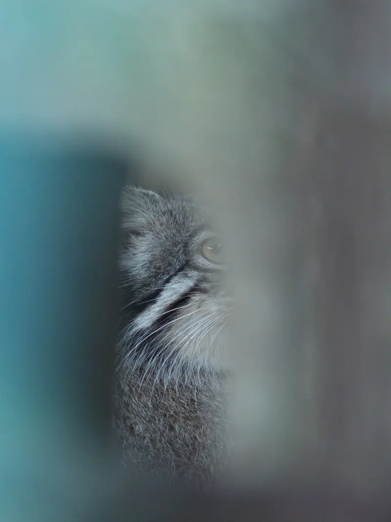 A photograph of Figa in Nogeyama Zoo