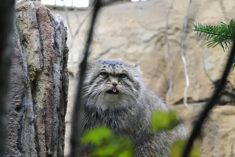 A photograph of a Pallas's cat