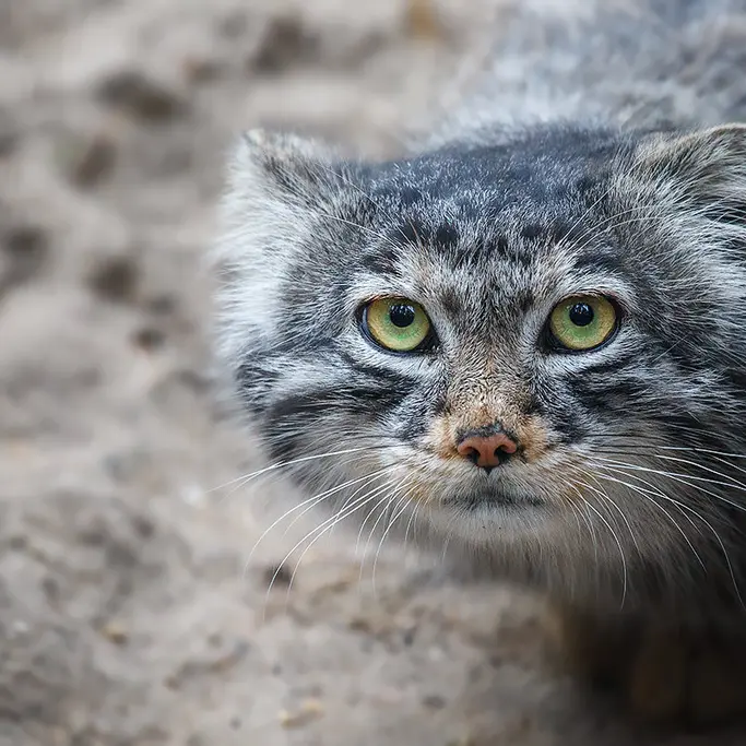 A photograph of Bartok in Novosibirsk Zoo