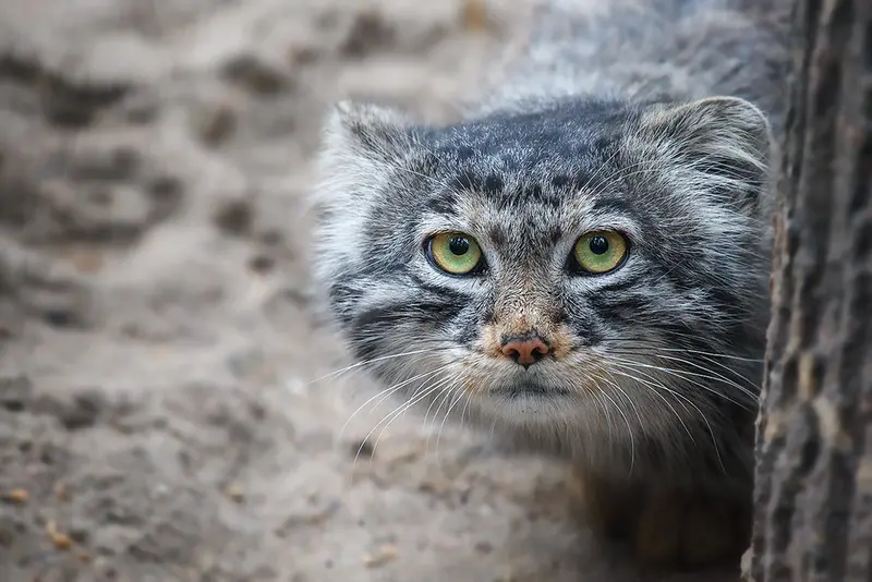A photograph of Bartok in Novosibirsk Zoo