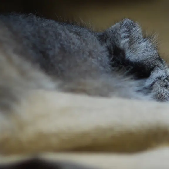 A photograph of a Pallas's cat in Ueno Zoological Gardens