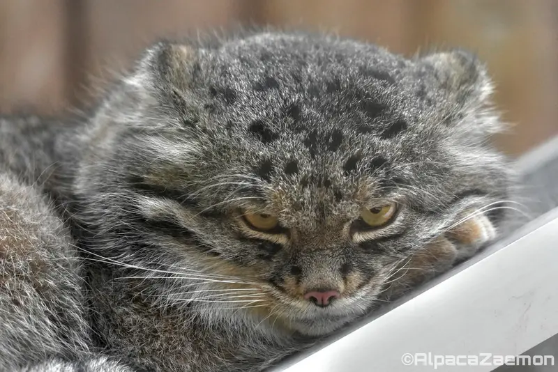 A photograph of Nar in Kobe Animal Kingdom