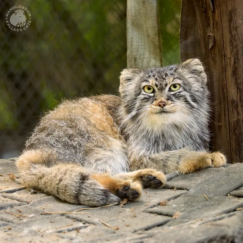 A photograph of Lolo in Novosibirsk Zoo