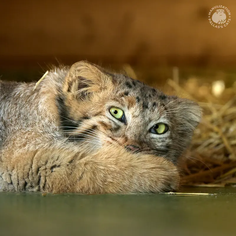 The Mysterious Manul of Yerevan Zoo! 📦