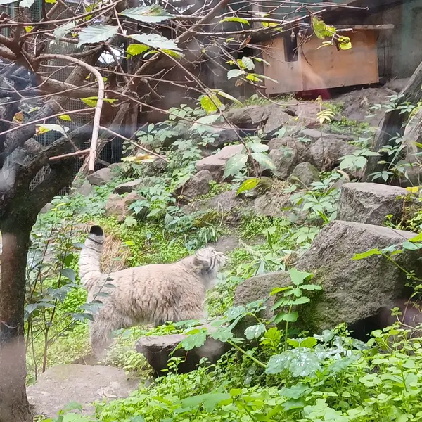 A photograph of Bohus in Budapest Zoo &amp; Botanical Garden
