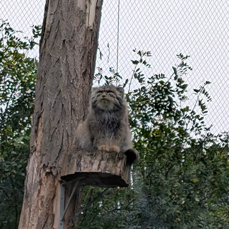 A photograph of Kubi in Wrocław Zoo