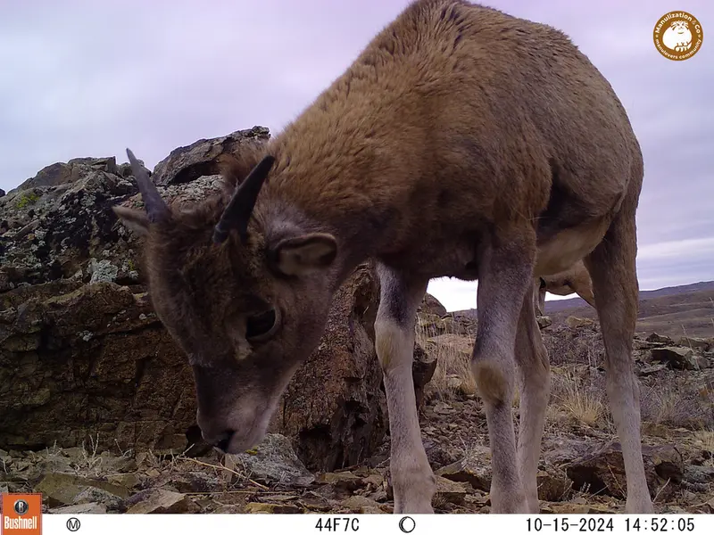 A photograph of Argali from Karashoky camera trap