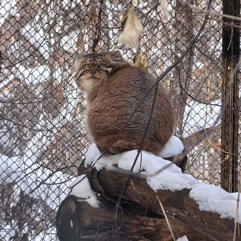 A photograph of George in Novosibirsk Zoo
