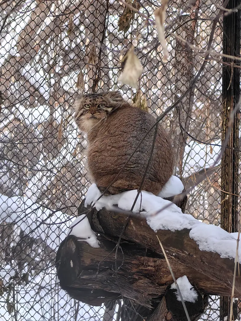 A photograph of George in Novosibirsk Zoo