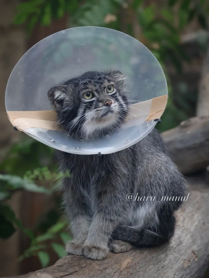 What's up with the cone on Nar?