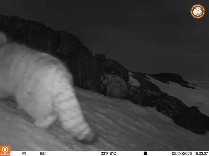 A photograph of Otocolobus manul manul from Aktas-Kunkora camera trap