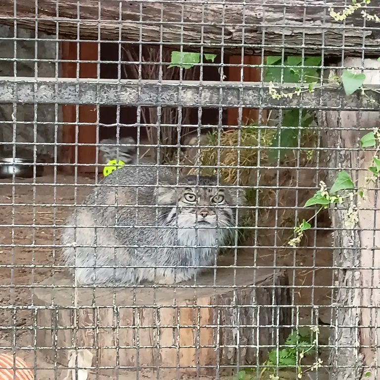 A photograph of Pepe in Leningrad zoo