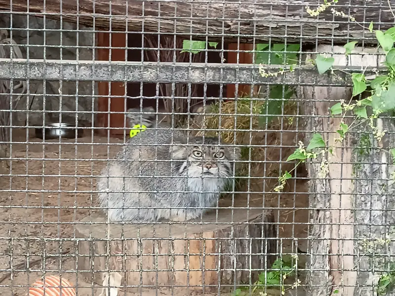 A photograph of Pepe in Leningrad zoo