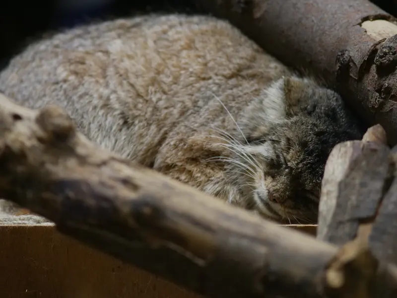 A photograph of Primula in Ueno Zoological Gardens