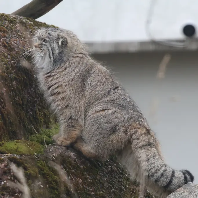 A photograph of Arkas in Korkeasaari Zoo