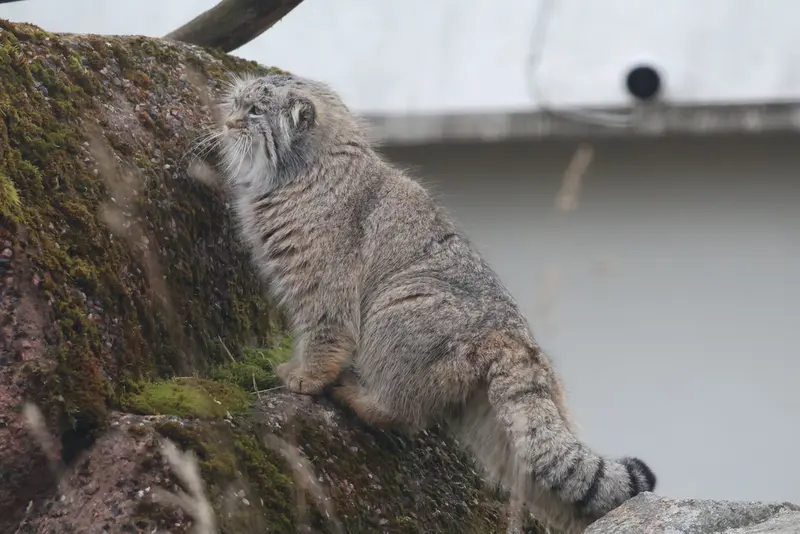 A photograph of Arkas in Korkeasaari Zoo