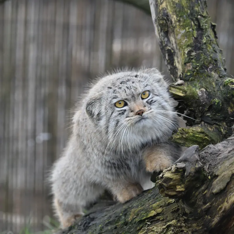 A photograph of a Pallas's cat in The Lakeland Wildlife Oasis