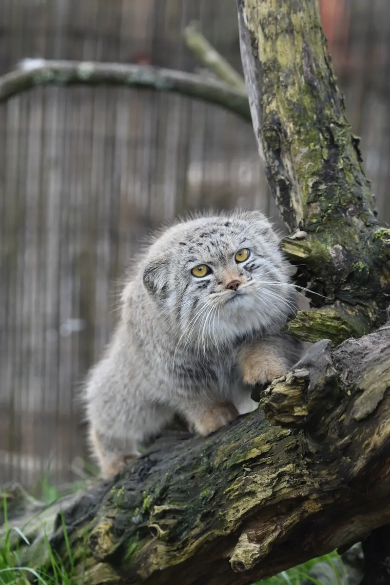 A photograph of a Pallas's cat in The Lakeland Wildlife Oasis