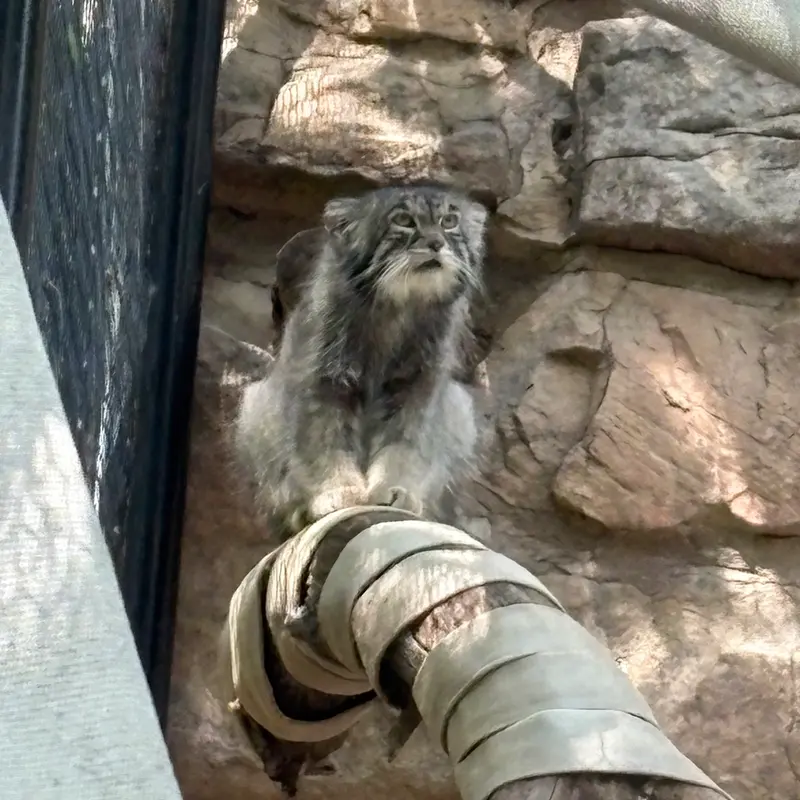 A photograph of Tai Chi in Pueblo Zoo