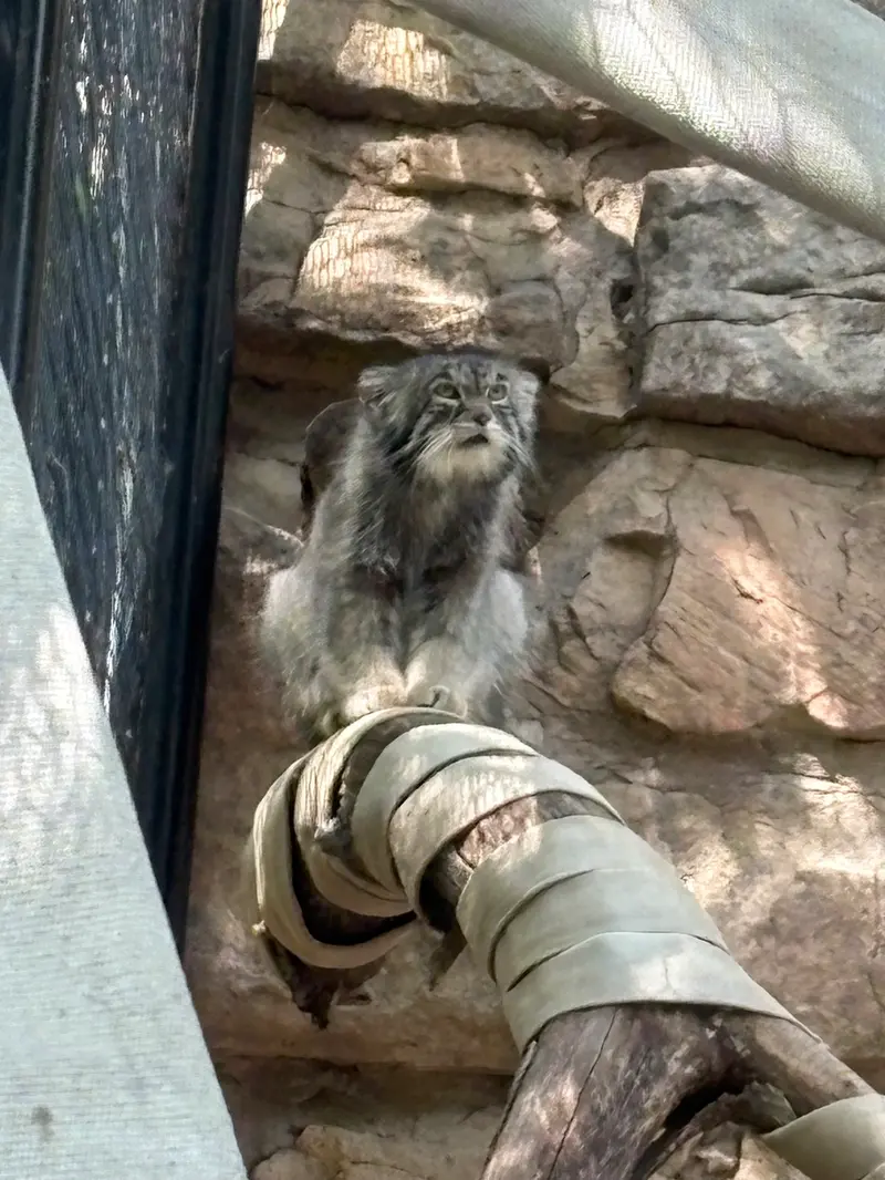 A photograph of Tai Chi in Pueblo Zoo