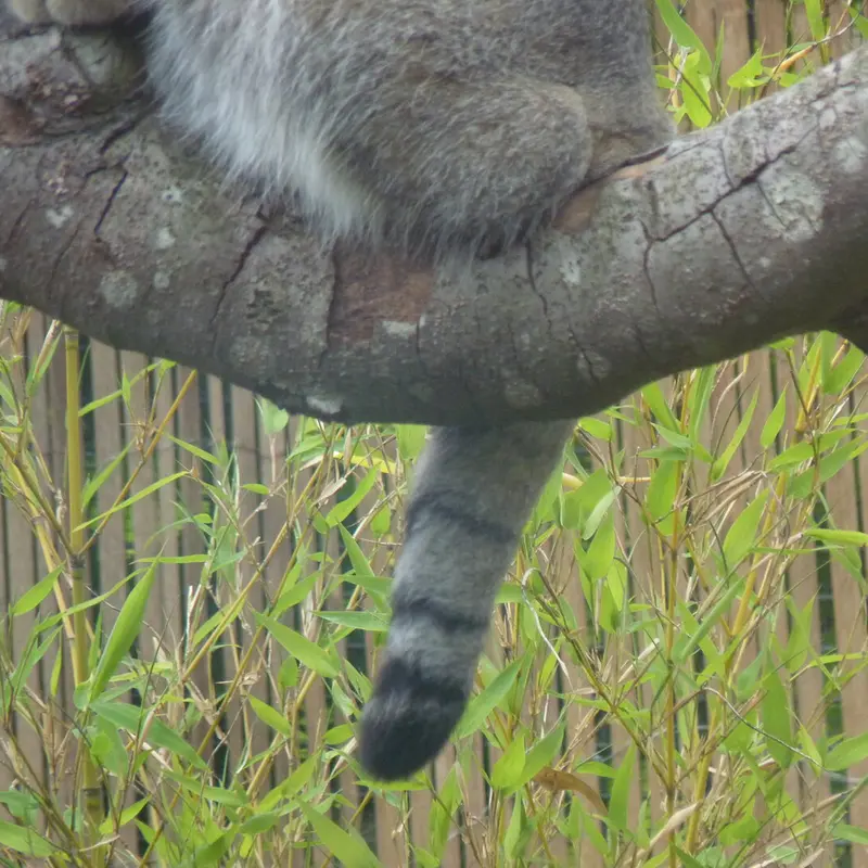 A photograph of Akiko in Edinburgh Zoo