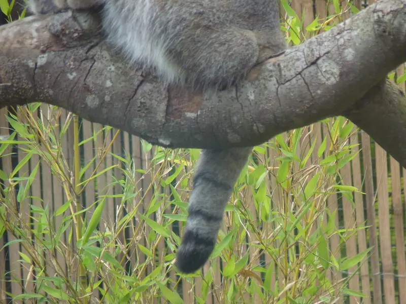 A photograph of Akiko in Edinburgh Zoo