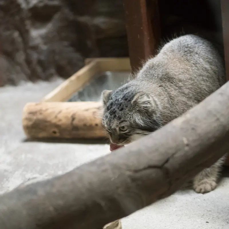 A photograph of Shafran in Ueno Zoological Gardens