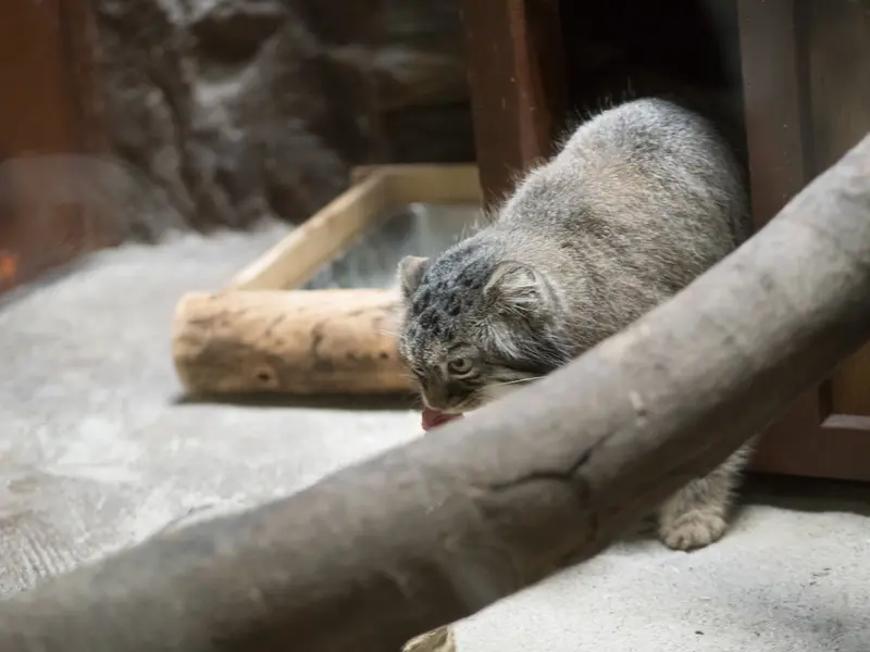 A photograph of Shafran in Ueno Zoological Gardens