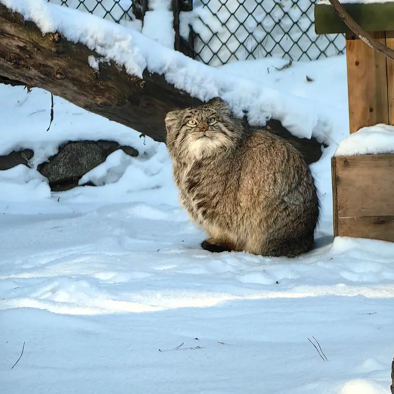 A photograph of Snezhinka in Novosibirsk Zoo