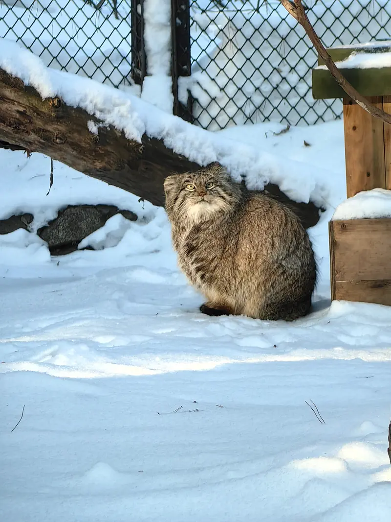 A photograph of Snezhinka in Novosibirsk Zoo