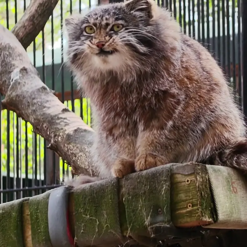 A photograph of a Pallas's cat in Novosibirsk Zoo