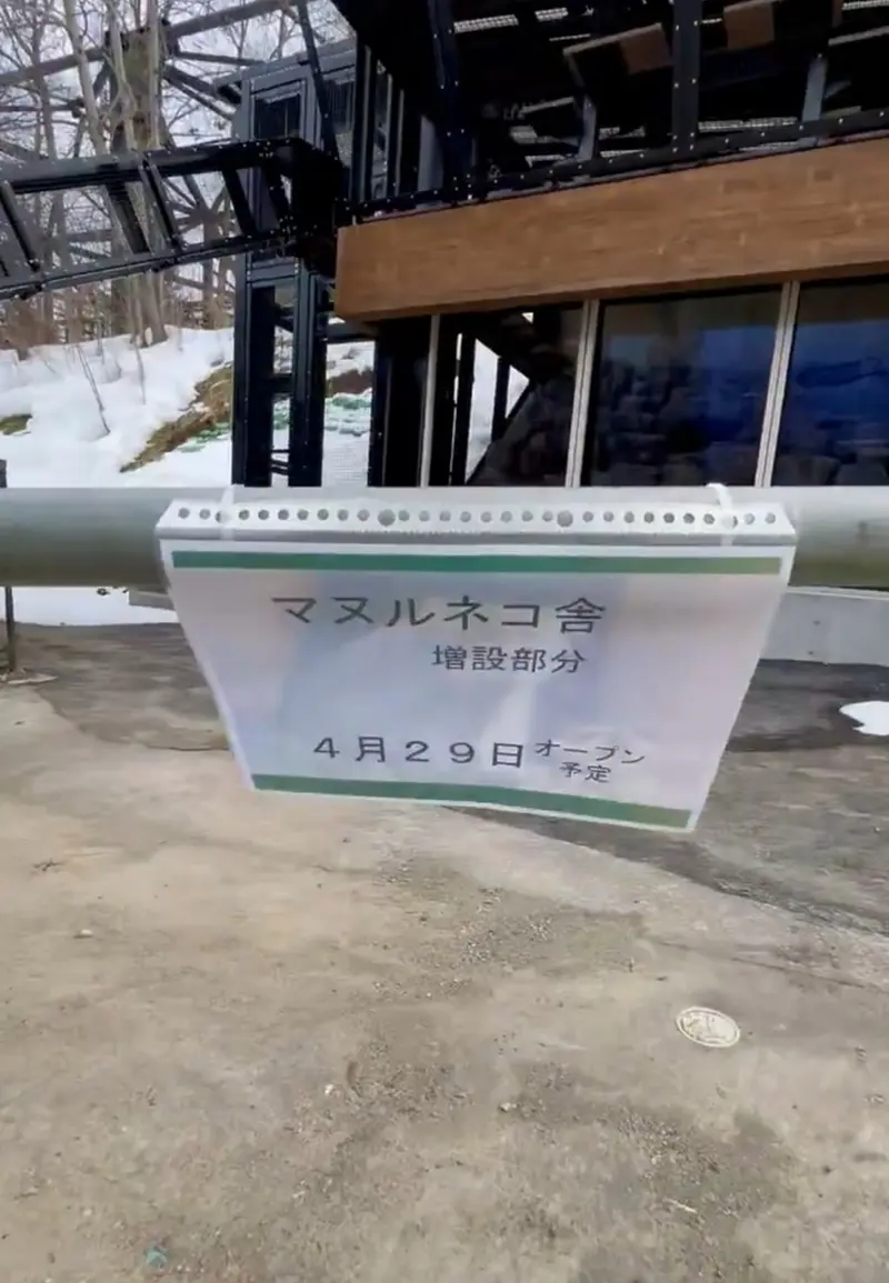 A photograph of a Pallas's cat in Asahiyama Zoo