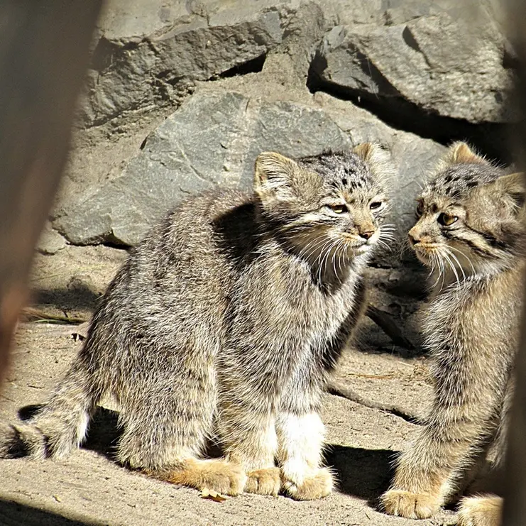 A photograph of a Pallas&#039;s cat in Novosibirsk Zoo