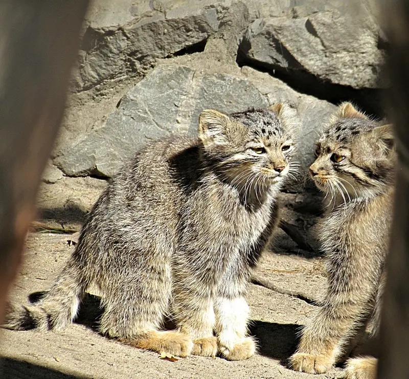 A photograph of a Pallas&#039;s cat in Novosibirsk Zoo