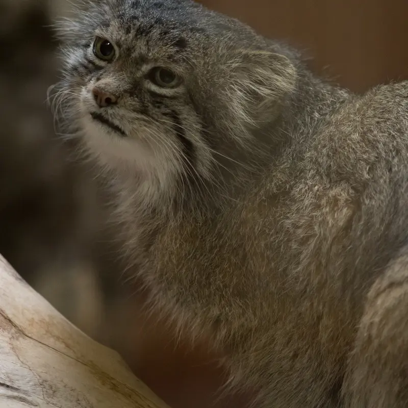A photograph of Klyon in Ueno Zoological Gardens