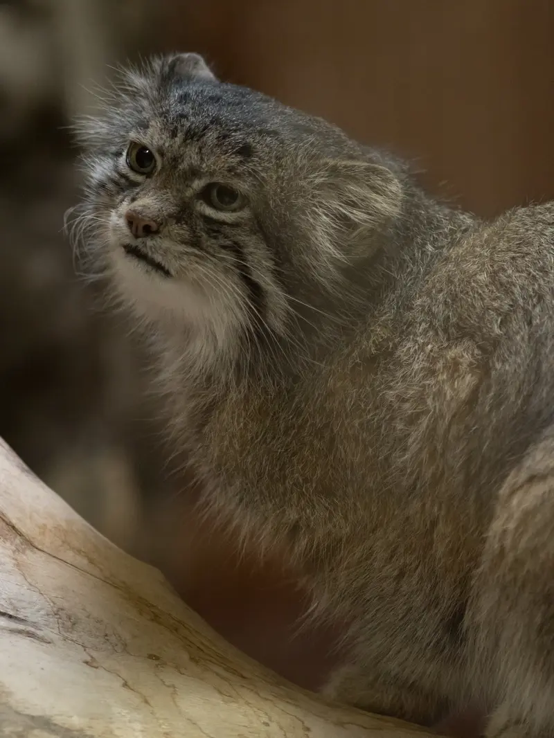 A photograph of Klyon in Ueno Zoological Gardens