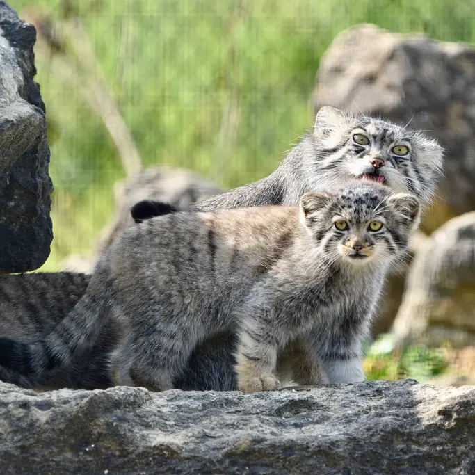 A photograph of Namuu in Port Lympne Wild Animal Park