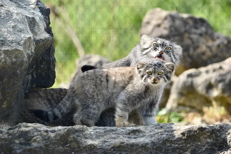 A photograph of Namuu in Port Lympne Wild Animal Park