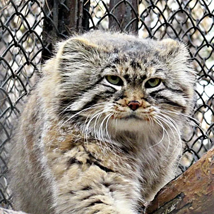 A photograph of Zelenogorsk in Novosibirsk Zoo