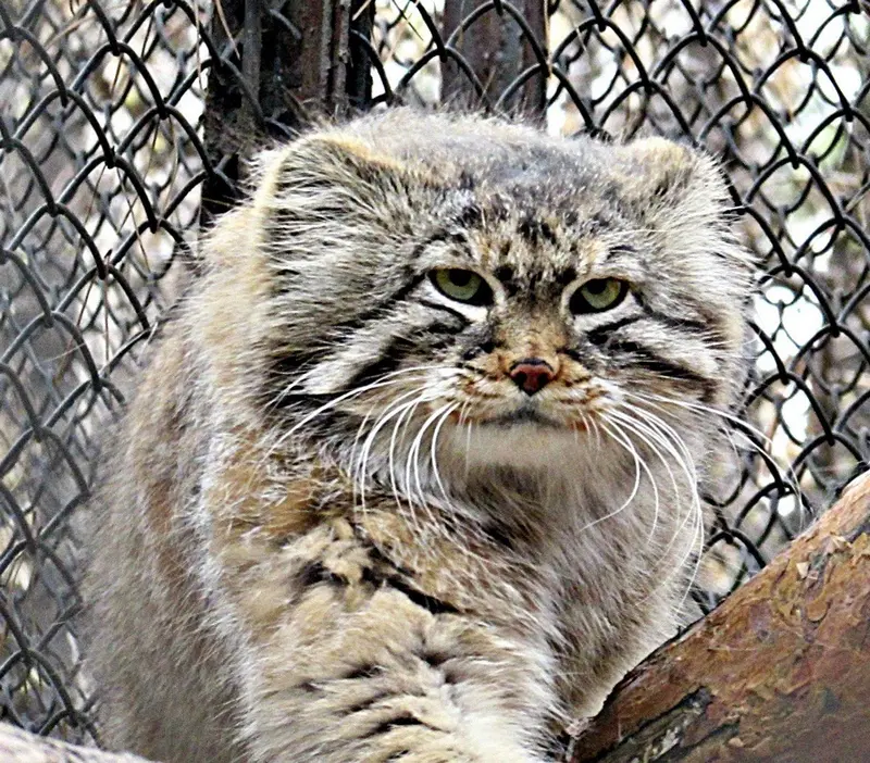 A photograph of Zelenogorsk in Novosibirsk Zoo